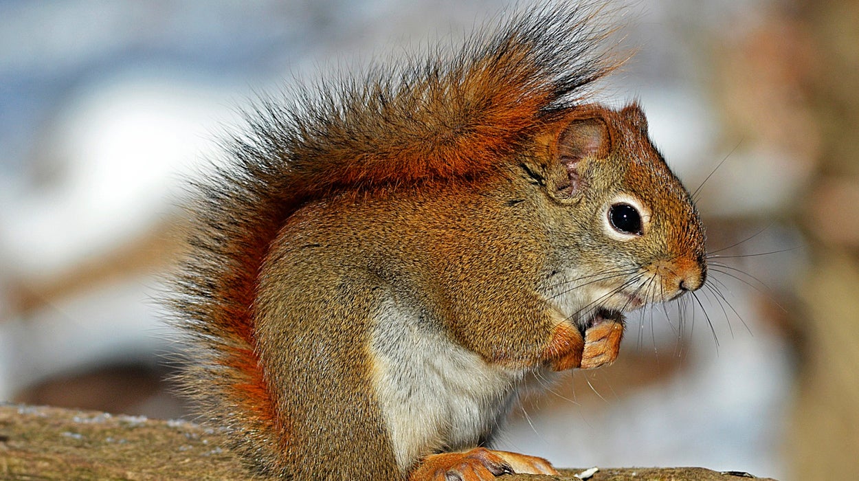 Encuentra un almacén de más de 200 nueces que unas ardillas habían creado dentro del motor de su coche Encuentra un almacén de más de 200 nueces que unas ardillas habían creado dentro del motor de su coche