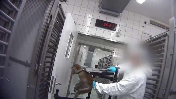 Un vídeo muestra el maltrato que sufren monos, perros y gatos en un laboratorio de pruebas alemán Un vídeo muestra el maltrato que sufren monos, perros y gatos en un laboratorio de pruebas alemán