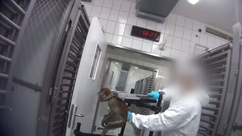 Imagen del v&iacute;deo en el que se puede observar el maltrato que sufren los animales