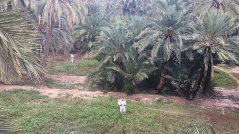 Trabajos de tratamiento fitosanitario en un huerto de palmeras de Elche.