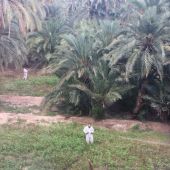 Trabajos de tratamiento fitosanitario en un huerto de palmeras de Elche.