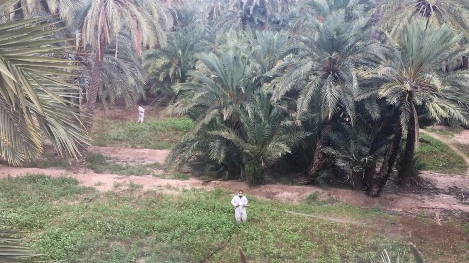 Trabajos de tratamiento fitosanitario en un huerto de palmeras de Elche.
