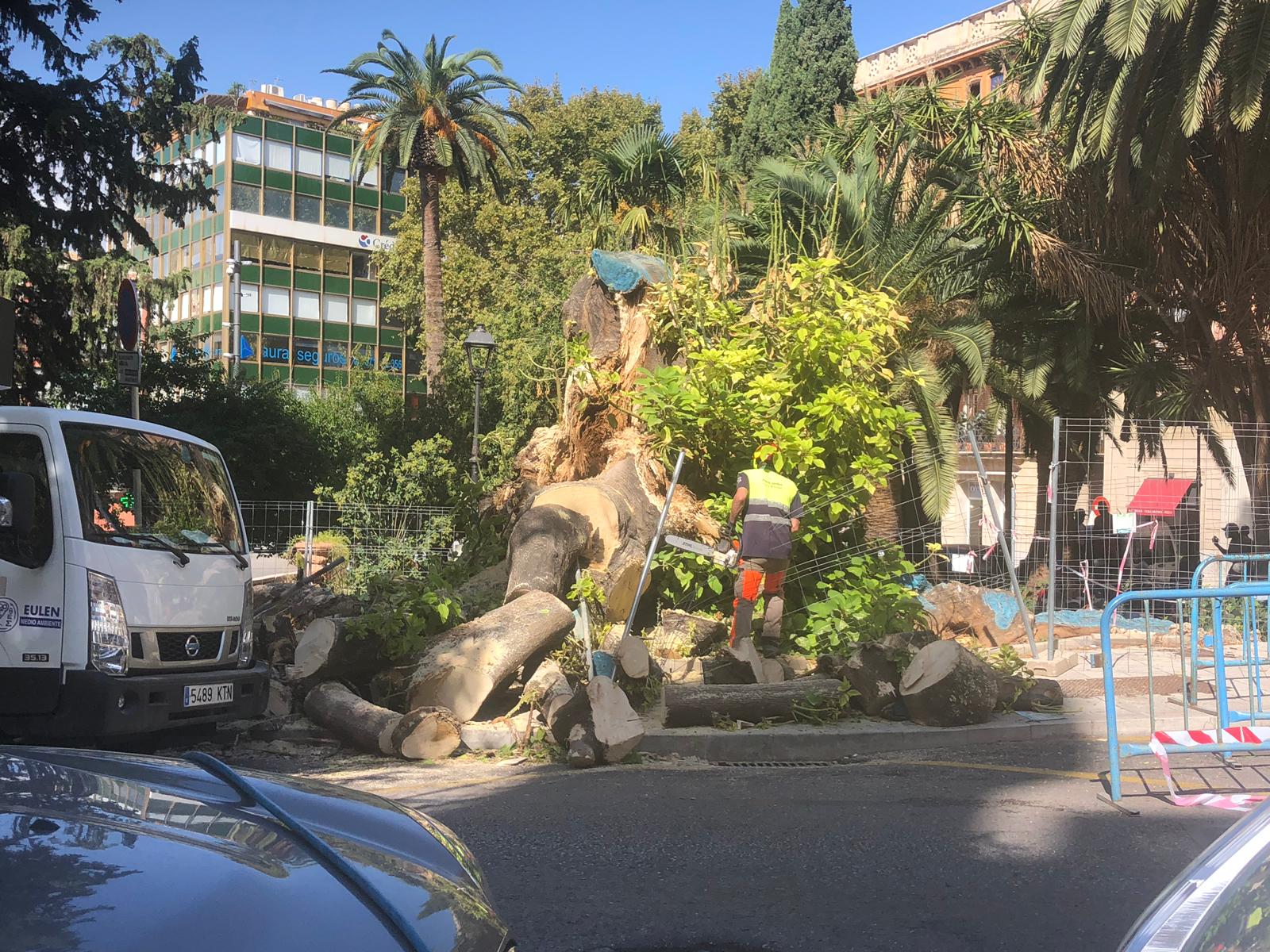 Amics de la Terra dice que hay "pocas esperanzas" para la recuperación del bellasombra de plaza de la Reina Amics de la Terra dice que hay "pocas esperanzas" para la recuperación del bellasombra de plaza de la Reina