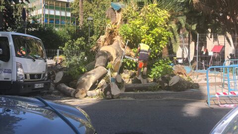 El &aacute;rbol "bellasombra" situado en la plaza de la Reina de Palma.