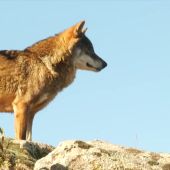 Polémica por la decisión de la Junta de Castilla y León: autoriza matar 339 lobos de los 2.500 que hay en toda España