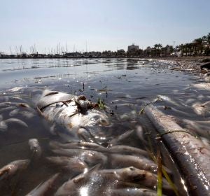Peces muertos en playas del Mar Menor, en la zona de Villananitos y La Puntica, San Pedro del Pinatar, (Murcia). Peces muertos en playas del Mar Menor, en la zona de Villananitos y La Puntica, San Pedro del Pinatar, (Murcia).