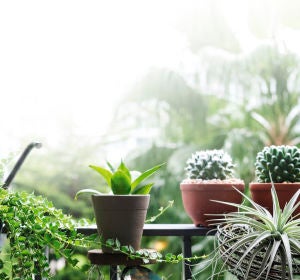 Plantas Plantas