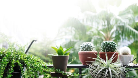 Plantas