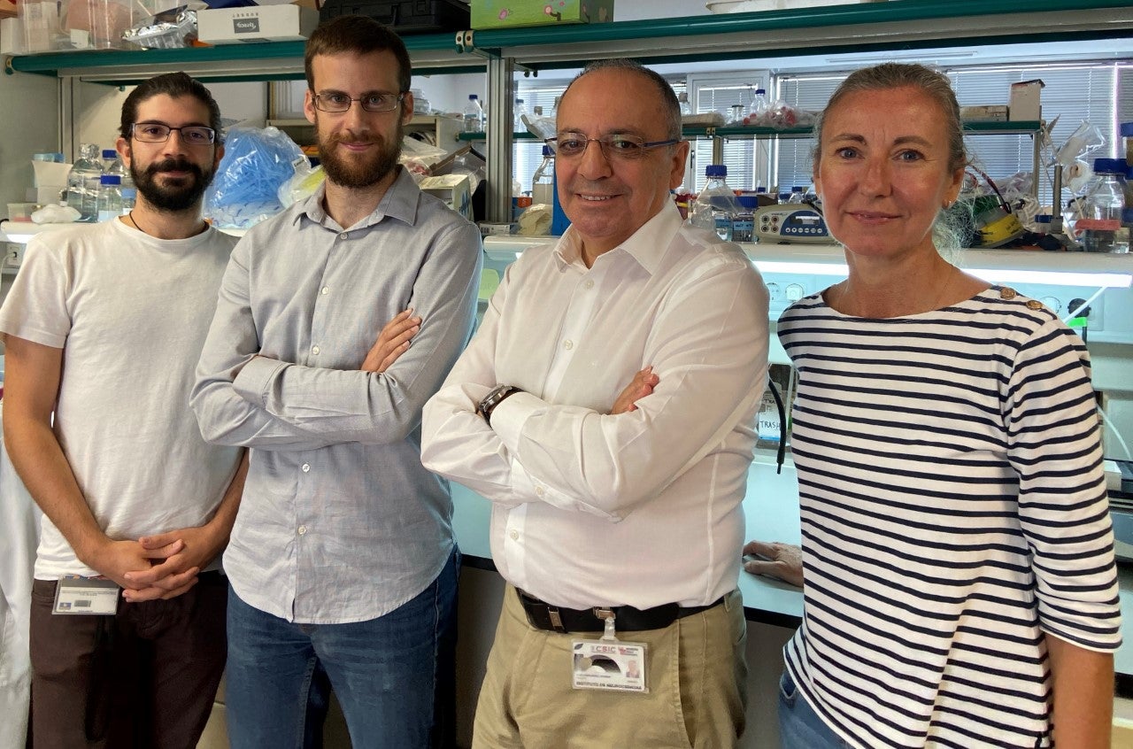 Investigadores de la UMH descubren un mecanismo que explica los problemas de orientación espacial en las personas con síndrome de Down Investigadores de la UMH descubren un mecanismo que explica los problemas de orientación espacial en las personas con síndrome de Down