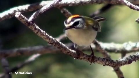 Cerca de 95 millones de p&aacute;jaros han desparecido en los &uacute;ltimos 20 a&ntilde;os en Espa&ntilde;a