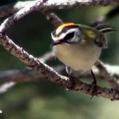 Cerca de 95 millones de pájaros han desparecido en los últimos 20 años en España Cerca de 95 millones de pájaros han desparecido en los últimos 20 años en España