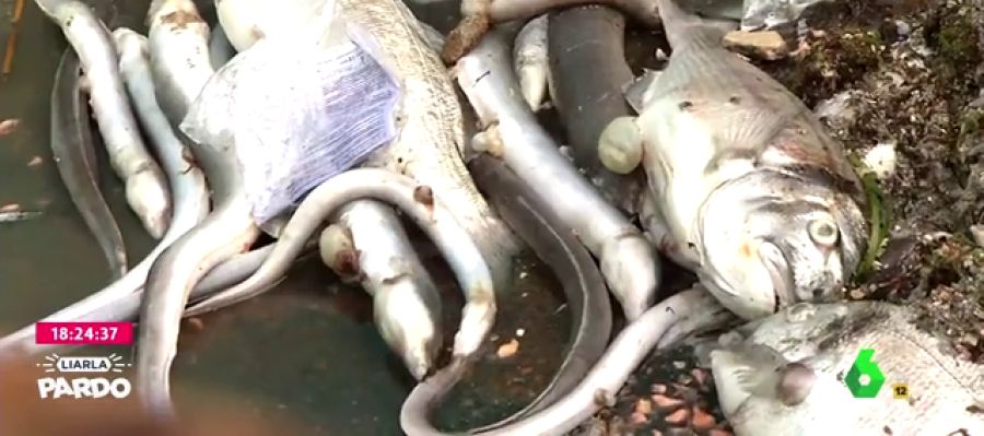 El Mar Menor agoniza: causas y consecuencias de una situación crítica para las aguas murcianas El Mar Menor agoniza: causas y consecuencias de una situación crítica para las aguas murcianas