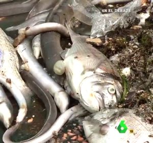 El Mar Menor agoniza: causas y consecuencias de una situación crítica para las aguas murcianas El Mar Menor agoniza: causas y consecuencias de una situación crítica para las aguas murcianas