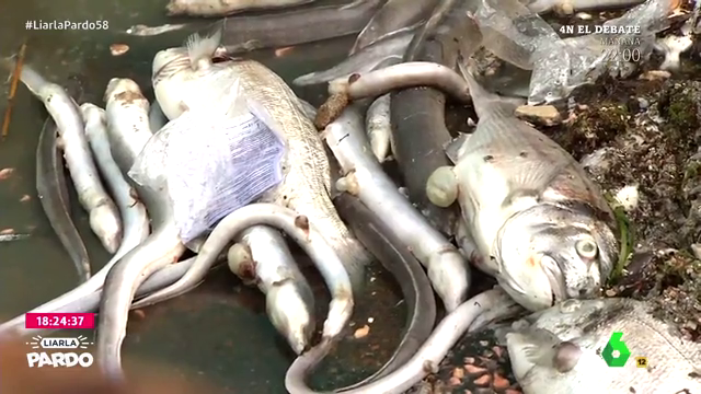 El IEO constata la mortalidad masiva de fauna y flora en el 80% del Mar Menor El IEO constata la mortalidad masiva de fauna y flora en el 80% del Mar Menor