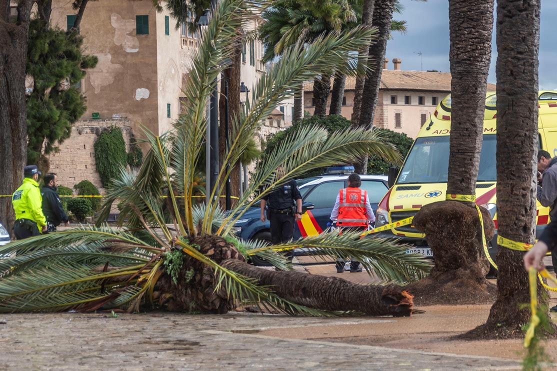 Cort afirma que en septiembre realizó una revisión a la palmera que provocó este domingo la muerte a una mujer Cort afirma que en septiembre realizó una revisión a la palmera que provocó este domingo la muerte a una mujer
