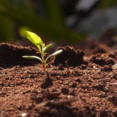 Los suelos y el cambio climático Los suelos y el cambio climático