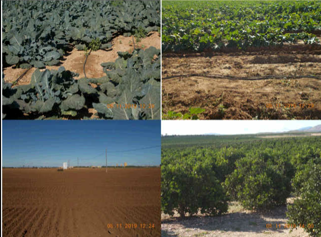 Agentes medioambientales de la Consejería de Agricultura constatan que la CHS no cortó el riego en las fincas expedientadas por regadío ilegal Agentes medioambientales de la Consejería de Agricultura constatan que la CHS no cortó el riego en las fincas expedientadas por regadío ilegal