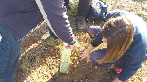 Revegetaci&oacute;n en el Clot de Galvany. 
