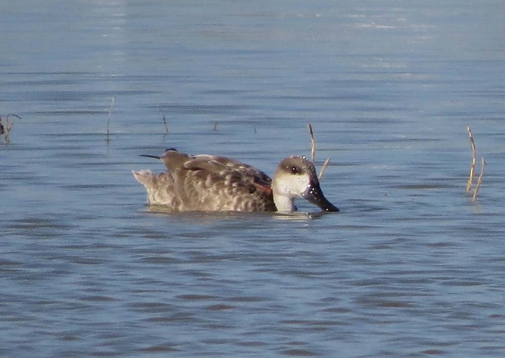 La Generalitat amplía la limitación para la caza nocturna en El Hondo tras aparecer muertas todas las Cercetas pardillas con emisor GPS que había en el parque natural La Generalitat amplía la limitación para la caza nocturna en El Hondo tras aparecer muertas todas las Cercetas pardillas con emisor GPS que había en el parque natural