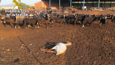La Guardia Civil encontr&oacute; varios animales muertos 