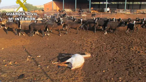 La Guardia Civil encontró varios animales muertos La Guardia Civil encontró varios animales muertos