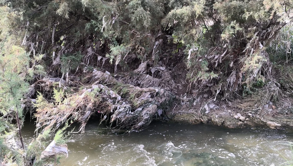 Toallitas húmedas entre la vegetación del río Vinalopó en Elche.