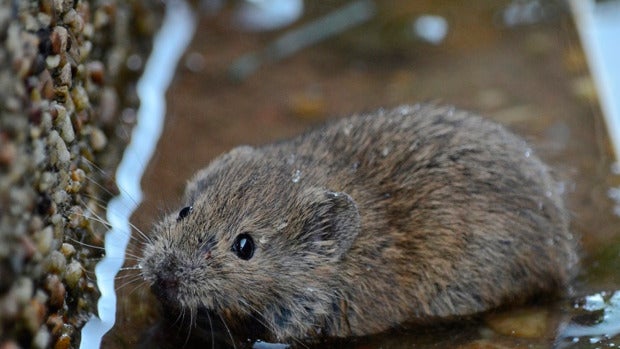 Los expertos advierten de una nueva plaga de topillos en Palencia Los expertos advierten de una nueva plaga de topillos en Palencia