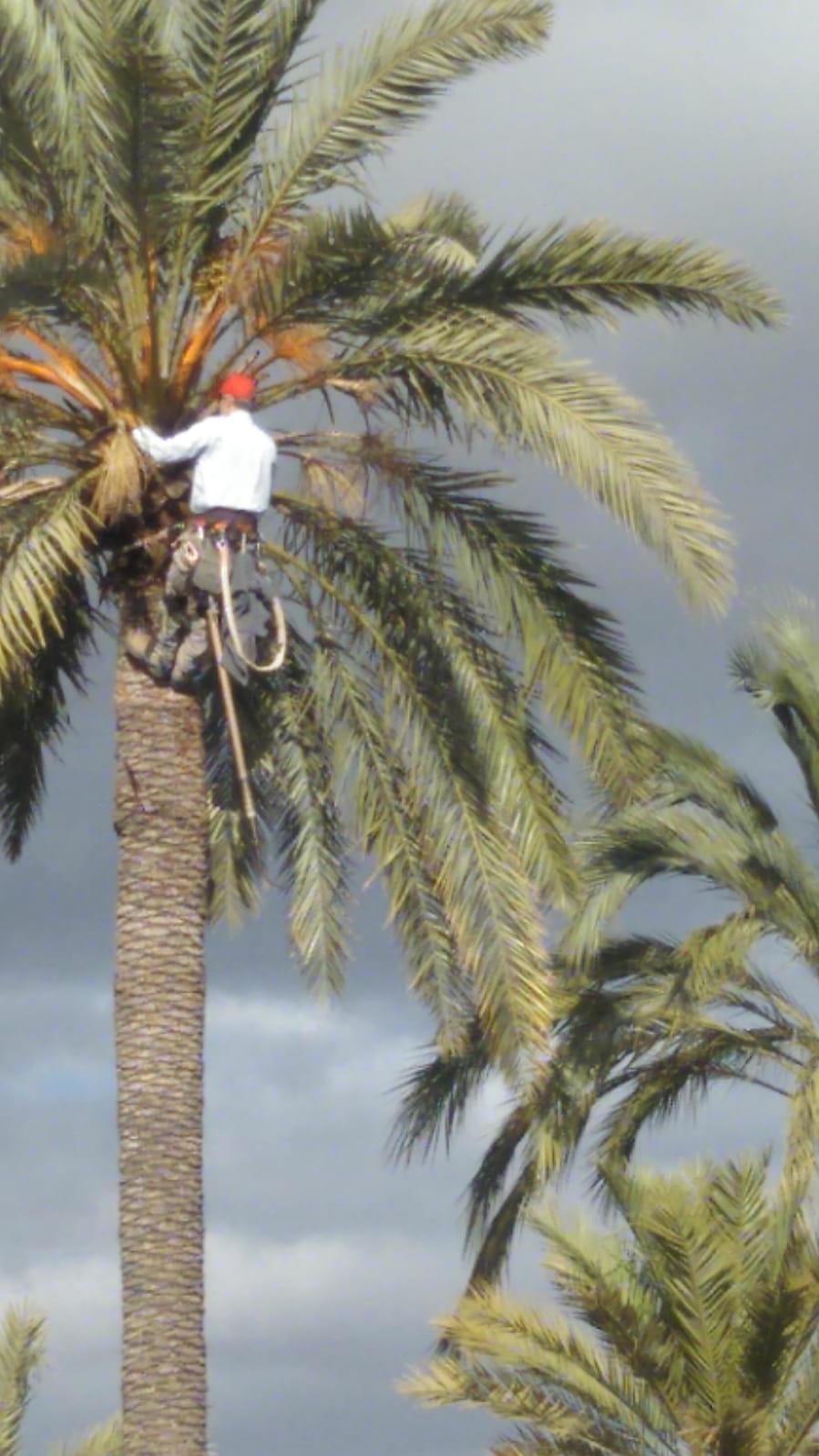 Cuatro empresas optan a reforzar las labores de poda del Parque Municipal y el Hort de Baix de Elche Cuatro empresas optan a reforzar las labores de poda del Parque Municipal y el Hort de Baix de Elche