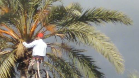 Un palmerero poda una palmera en Elche.