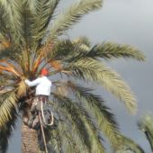 Un palmerero poda una palmera en Elche.