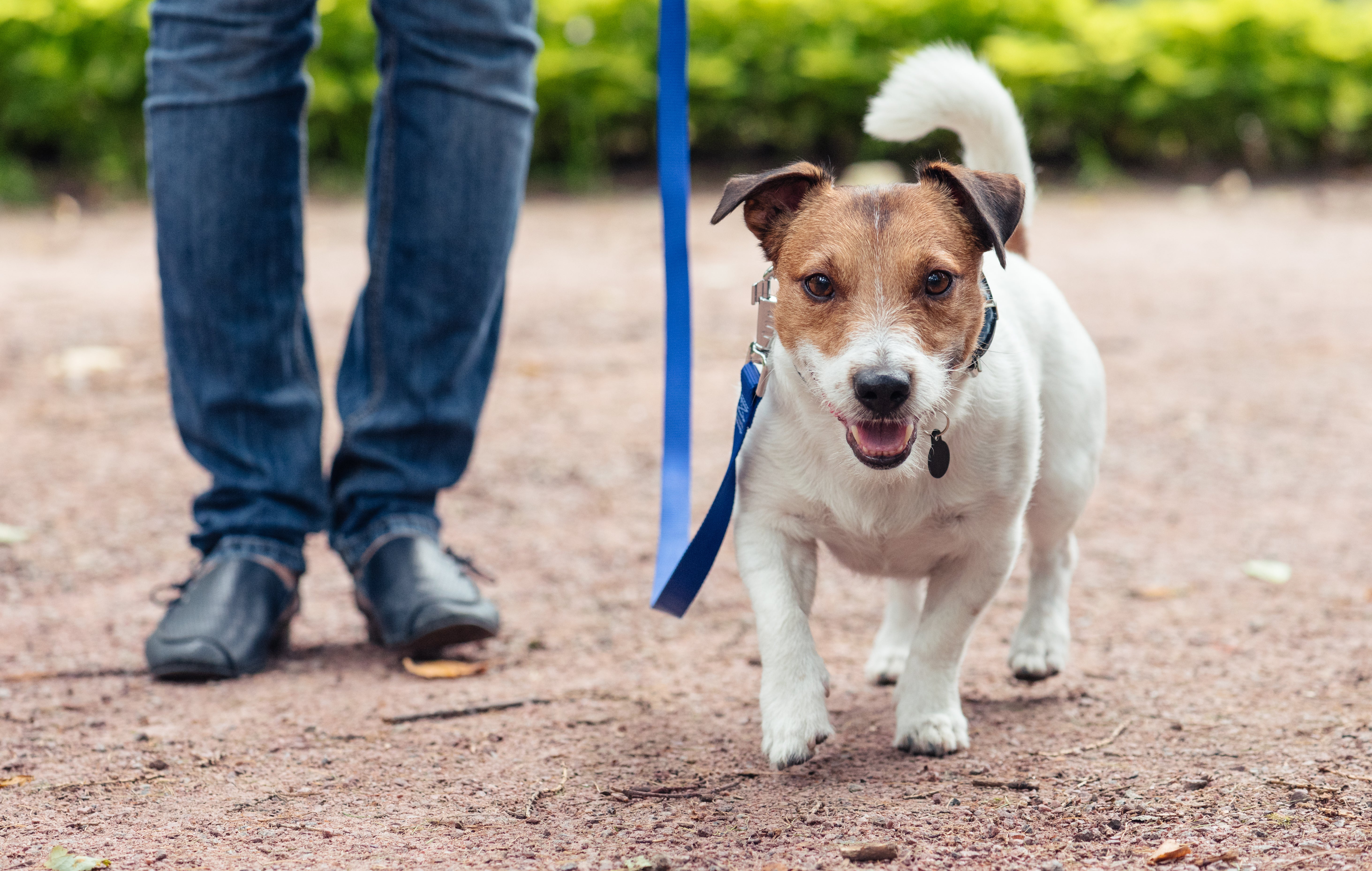 ¿Cómo calcular la edad de tu perro? La ecuación para averiguarlo no es la que pensamos ¿Cómo calcular la edad de tu perro? La ecuación para averiguarlo no es la que pensamos