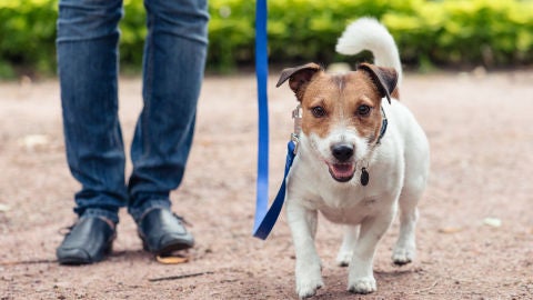 Una persona paseando a su perro