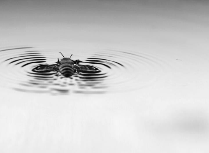 ¡Investigación! Se descubren emociones y sentimientos en la mente de los insectos ¡Investigación! Se descubren emociones y sentimientos en la mente de los insectos