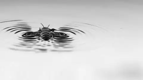 Las abejas surfean para escapar del agua Las abejas surfean para escapar del agua