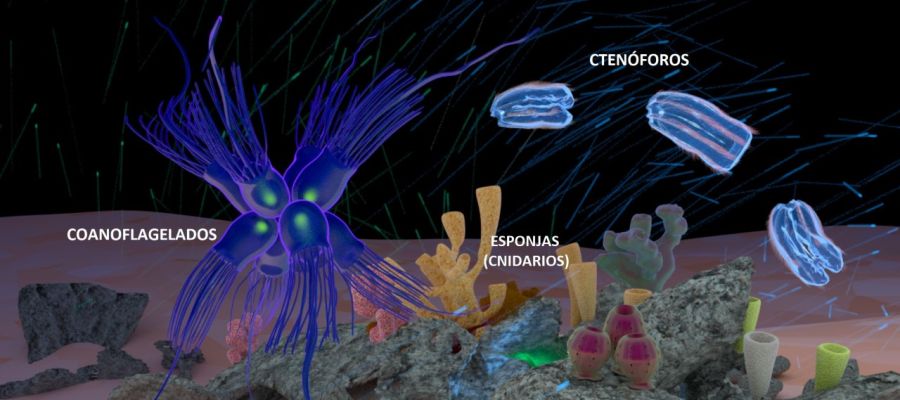 Invertebrados. Invertebrados.