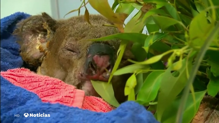 Muere el koala rescatado durante los incendios de Australia a causa de las heridas Muere el koala rescatado durante los incendios de Australia a causa de las heridas