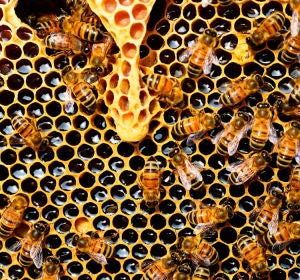 Colmena de abejas Colmena de abejas