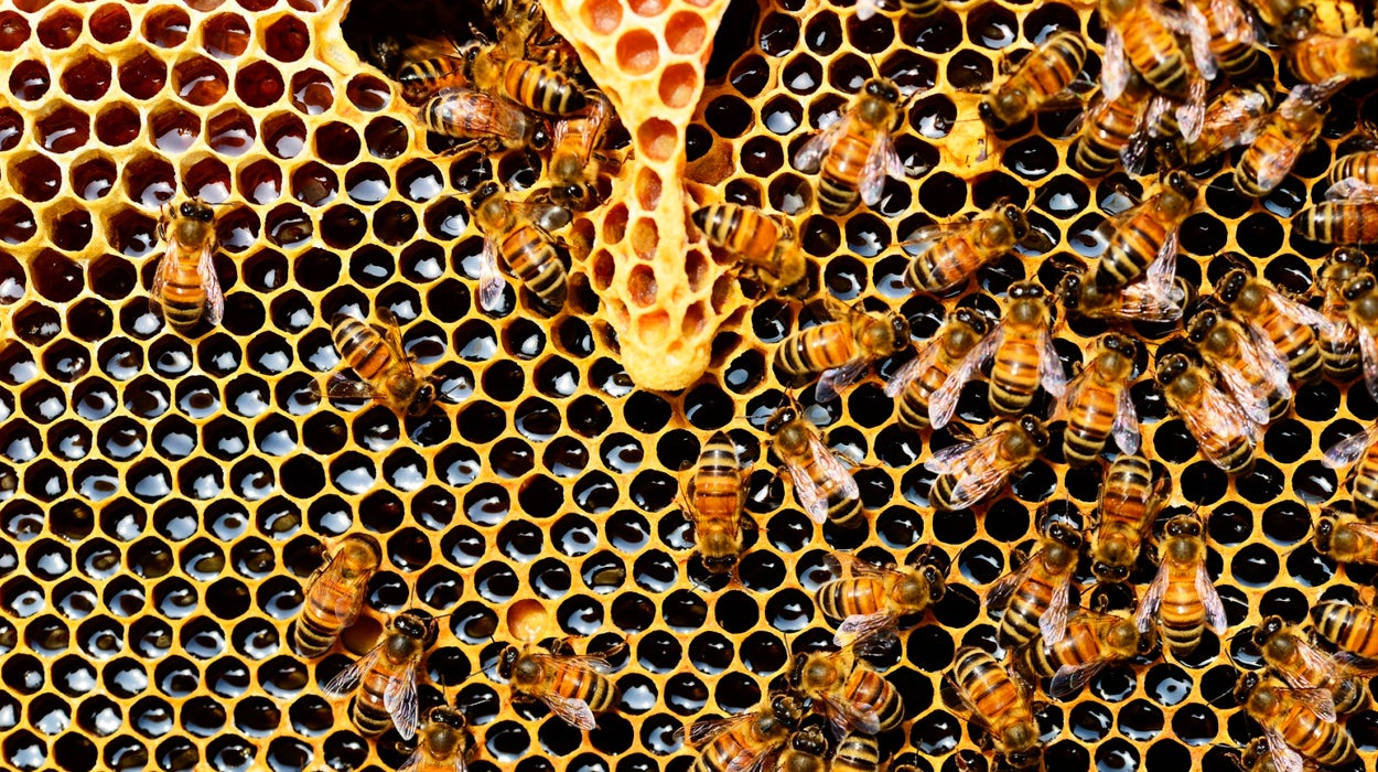 Por qué las abejas son vitales para nuestro futuro Por qué las abejas son vitales para nuestro futuro