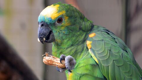 Un loro comiendo un cacahuete.