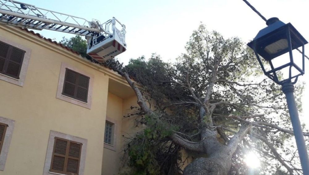 Árbol caído en Mallorca a consecuencia de los fuertes vientos