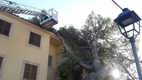 &Aacute;rbol ca&iacute;do en Mallorca a consecuencia de los fuertes vientos