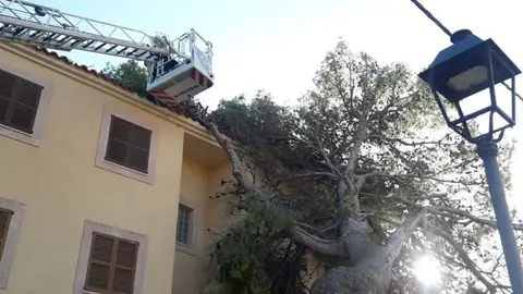 Árbol caído en Mallorca a consecuencia de los fuertes vientos Árbol caído en Mallorca a consecuencia de los fuertes vientos
