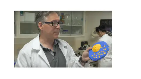 El investigador Luis Miguel Gutiérrez de la UMH de Elche. El investigador Luis Miguel Gutiérrez de la UMH de Elche.