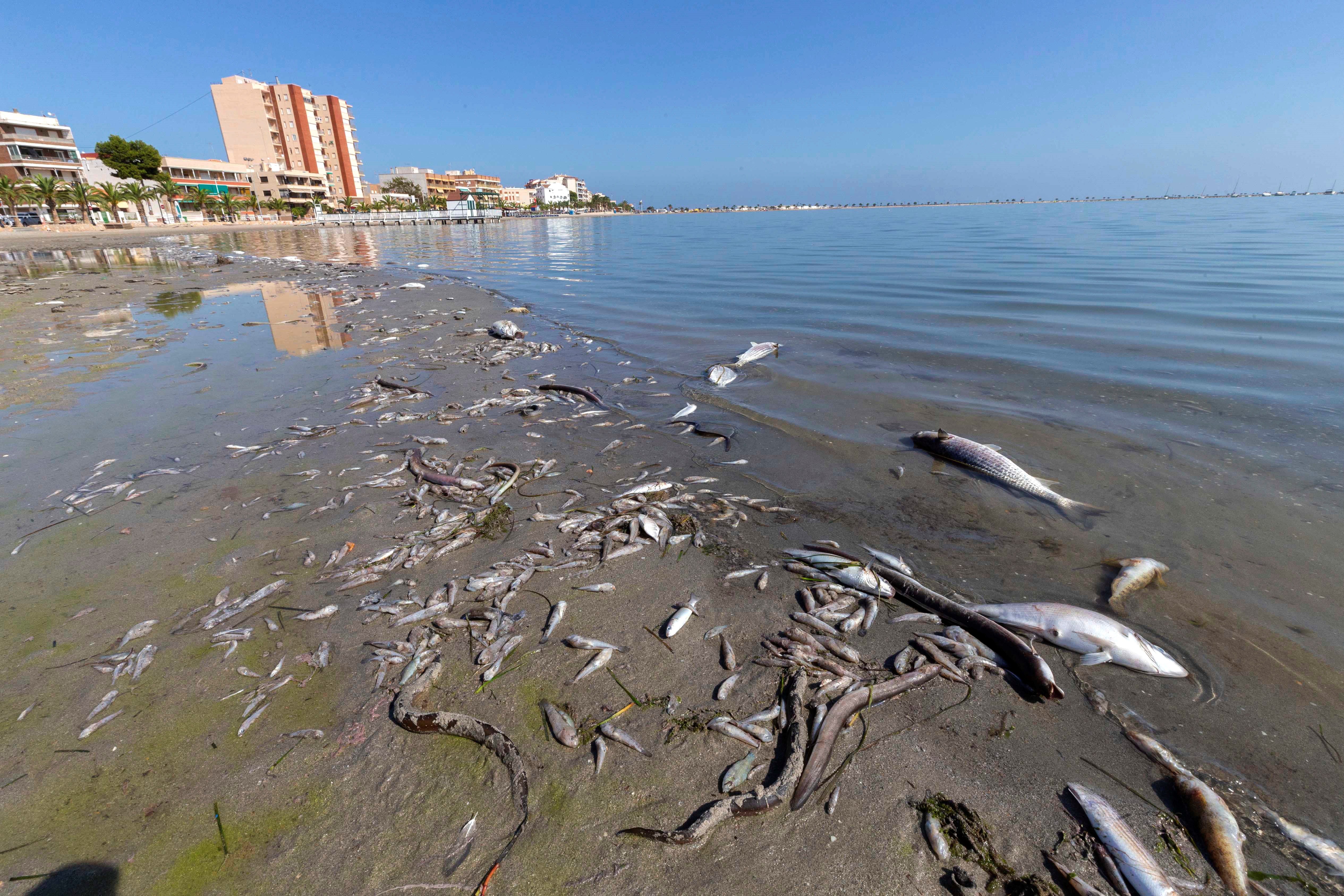 Los expertos reciben de forma "muy positiva" las medidas del Gobierno para salvar el Mar Menor Los expertos reciben de forma "muy positiva" las medidas del Gobierno para salvar el Mar Menor