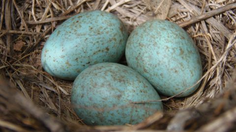 Huevos azules de gallina araucana