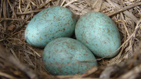 Huevos azules de gallina araucana Huevos azules de gallina araucana