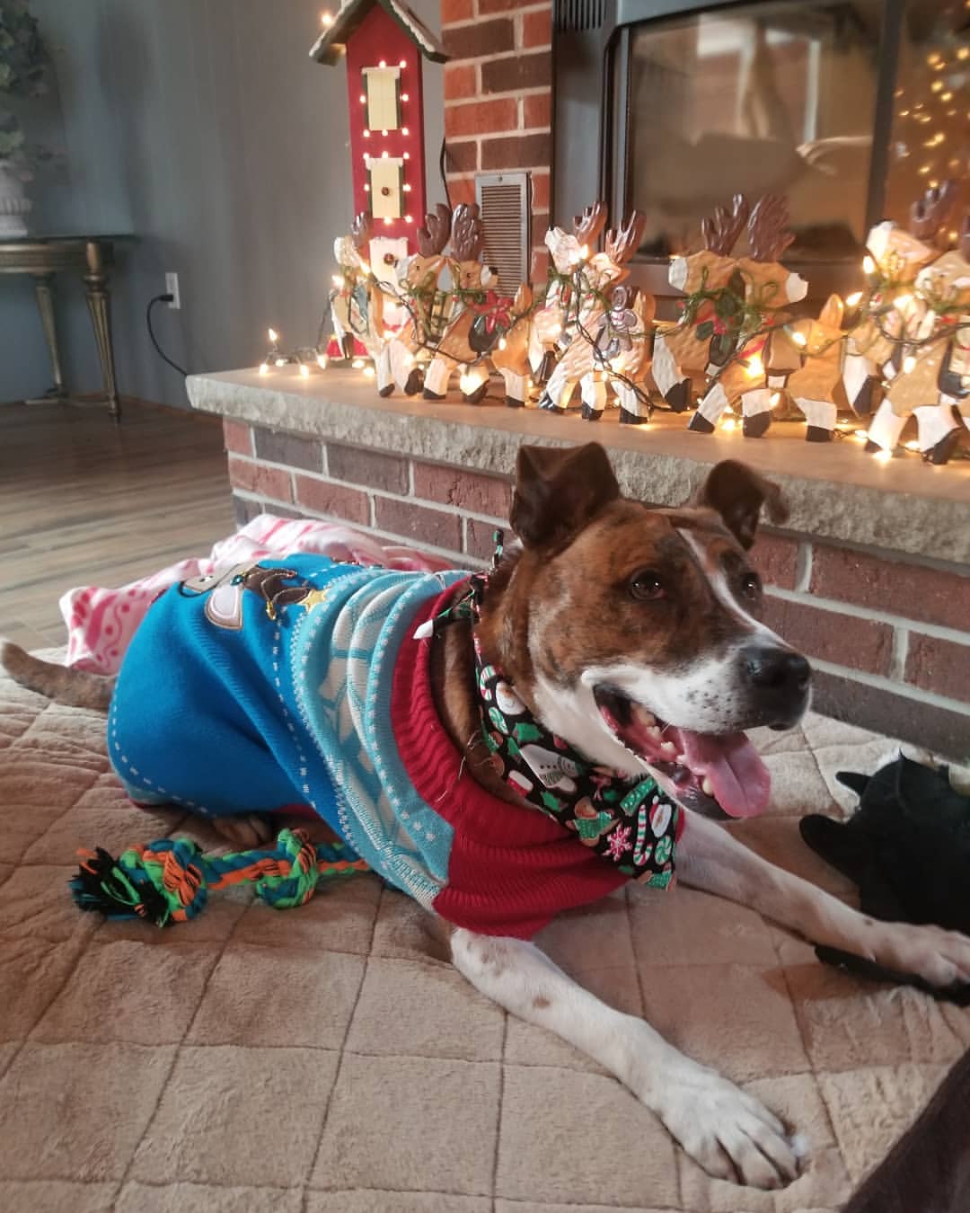 Veterinario de Cabecera 01/12/2020 Veterinario de Cabecera 01/12/2020