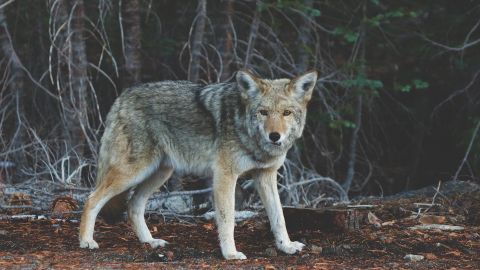 Coyote Coyote