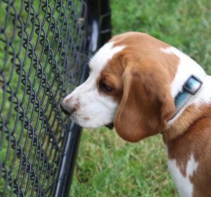 Perro Beagle en una perrera Perro Beagle en una perrera