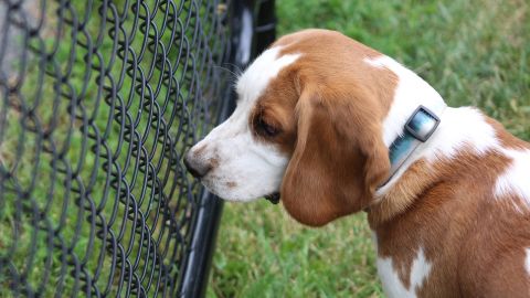Perro Beagle en una perrera